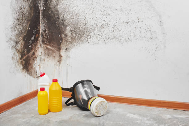 Best Home Mold Removal  in Granite Bay, CA