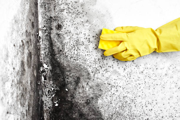 Best Mold Cleaning Services  in Granite Bay, CA