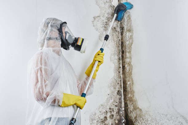 Best Mold Damage Repair  in Granite Bay, CA