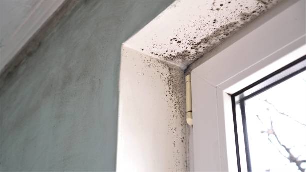 Best Toxic Mold Removal  in Granite Bay, CA