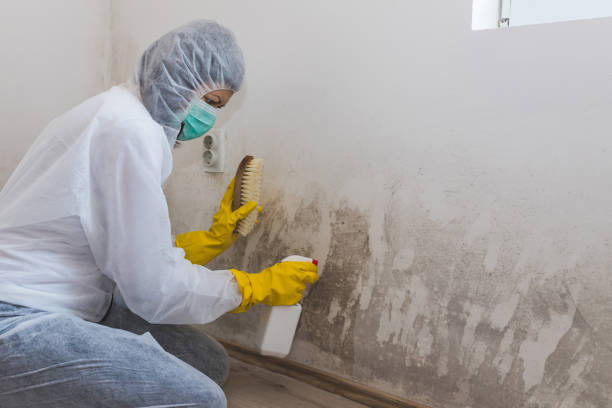 Best Mold Testing and Removal  in Granite Bay, CA