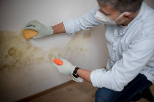 Best Affordable Mold Removal  in Granite Bay, CA