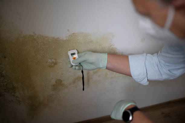Best Fast Mold Removal  in Granite Bay, CA
