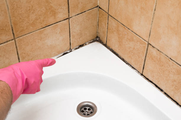 Reliable Granite Bay, CA Mold Removal Solutions