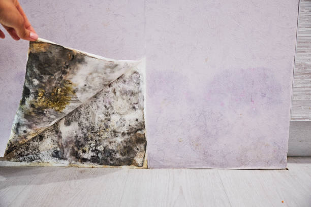 Best Mold Cleaning Services  in Granite Bay, CA